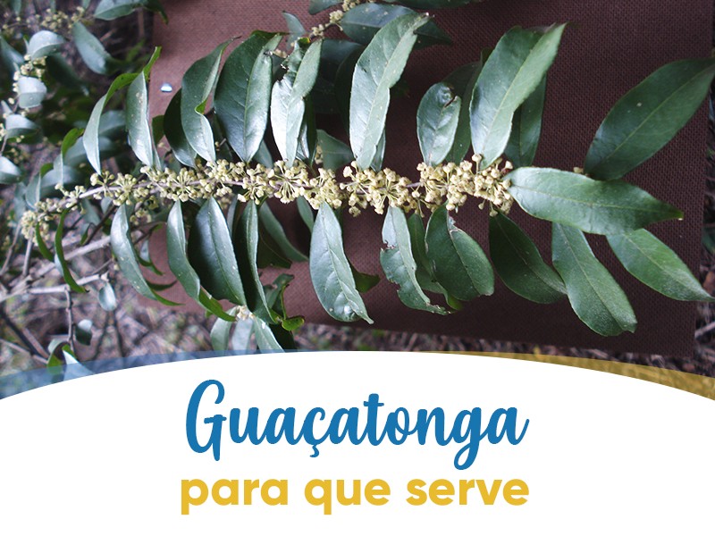 Guaçatonga: para que serve essa planta medicinal?